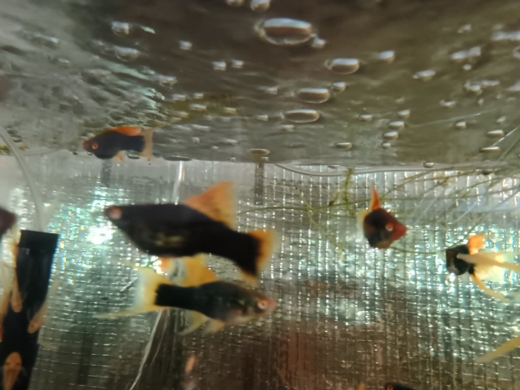 SAMICE  i Samce Mieczyka HAMBURG delta Xiphophorus helleri HAMBURGI