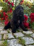 Szczeniak cocker spaniel blue roan gotowy do odbioru ostatni piesek
