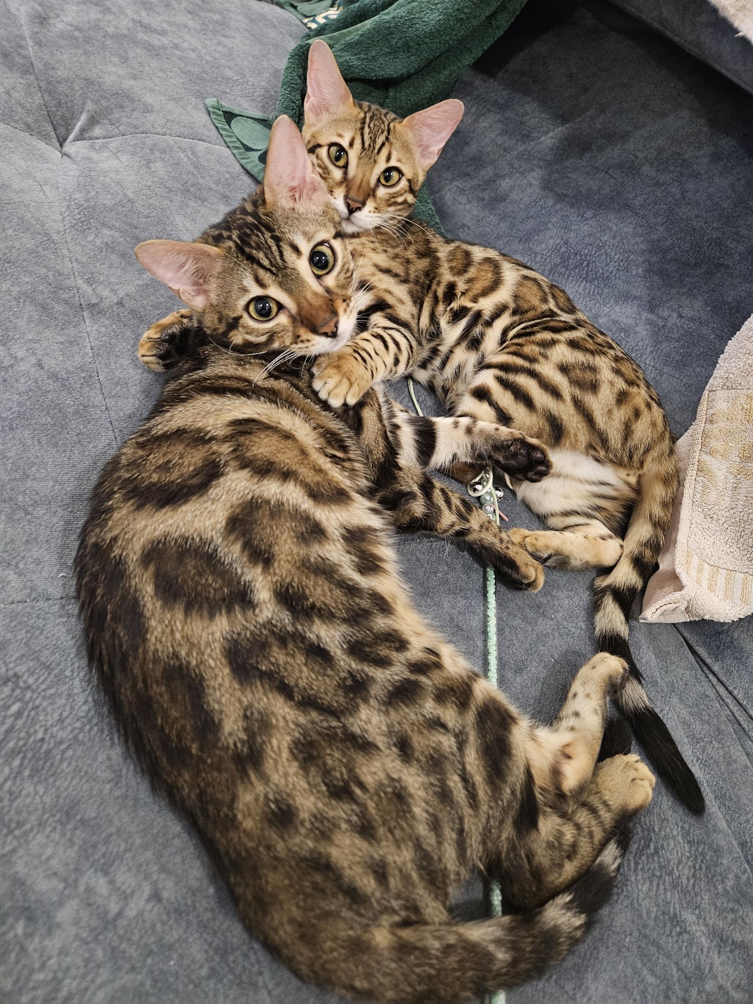 Кошенята бенгальські