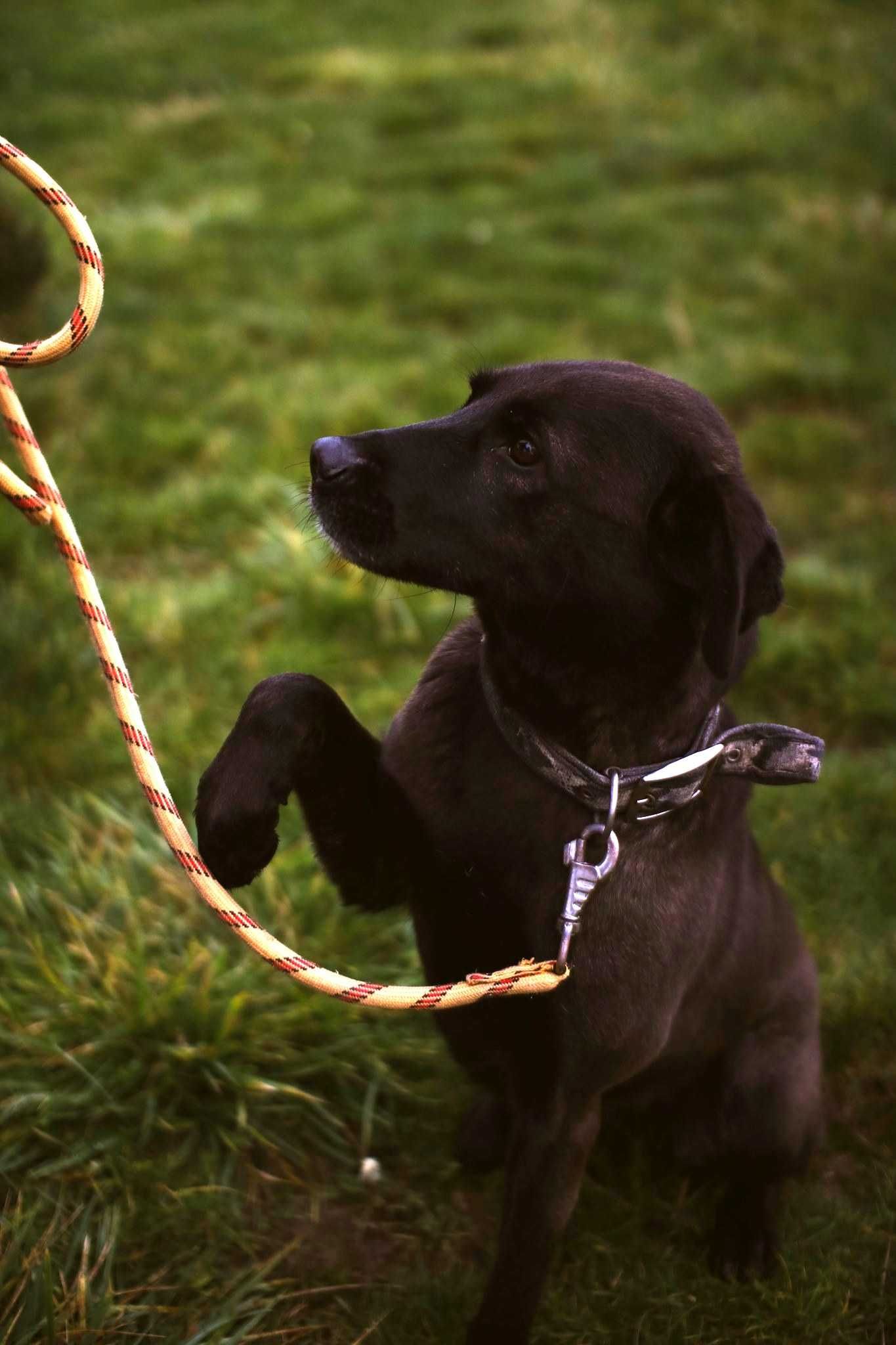 Pola - w typie Labrador; każdego dnia pokonuje swoje strachy