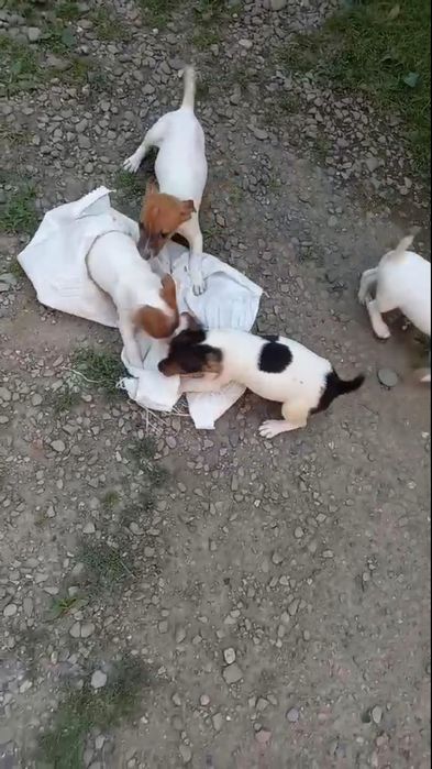 Друг Джек Рассел