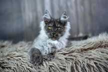 Maine Coon - Zapowiedź miotu