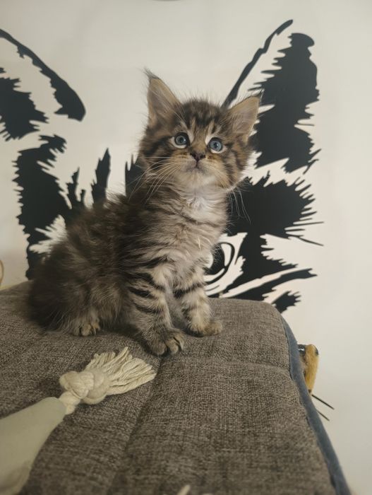 Cudna*MIA*Czarna Maine Coon MCOn22 Zapraszamy do rezerwacji Rodowód Ch