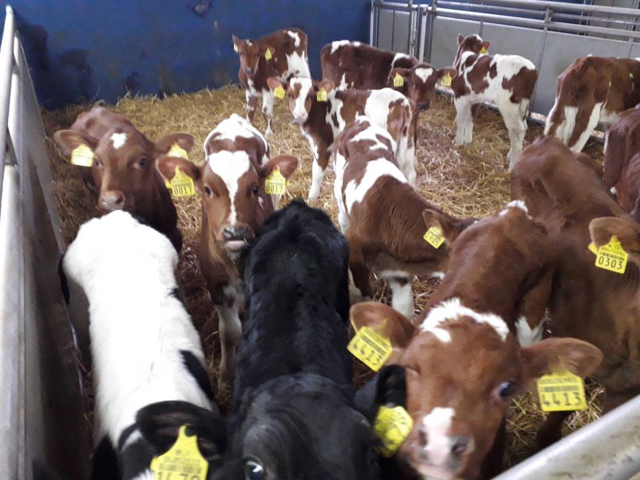 Cielaki MM, MS, SM, byczki, jałówki, jałówki i byczki HF RW, dowóz