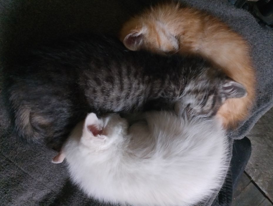 Віддам кошеня котика