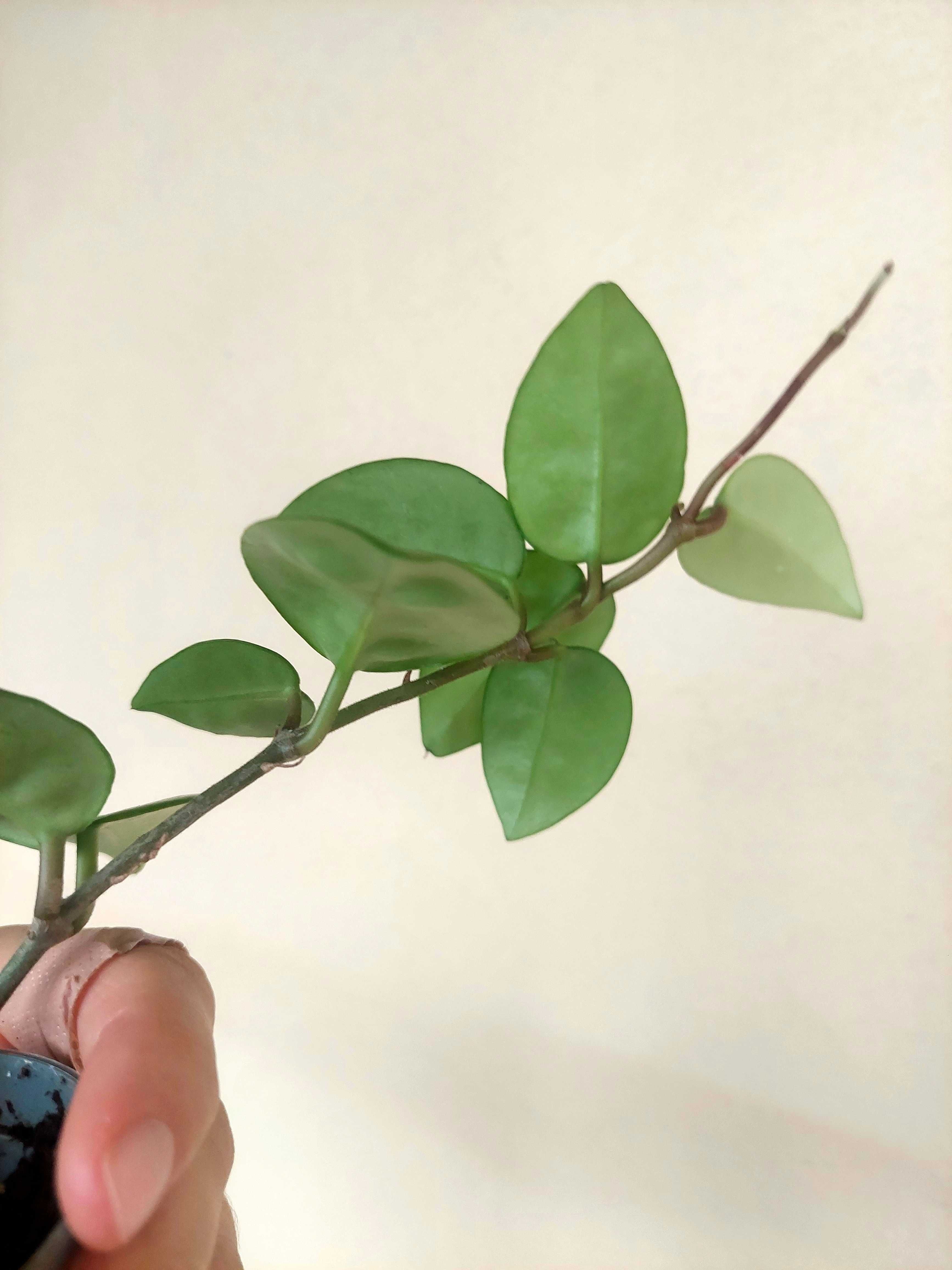 Planta Hoya Krinkle