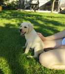 Labrador Retriever piesek