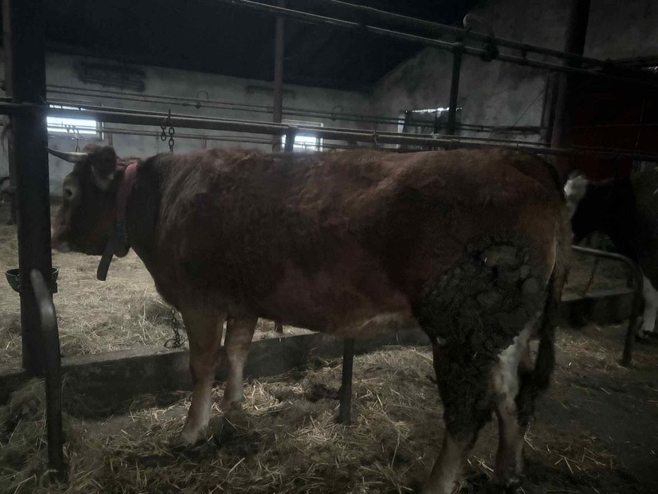 Byk byczek LM 100% Jałówka mięsna lm limousine 100 %