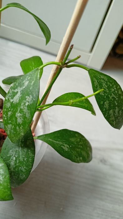 Hoya biakensis aff indonesia