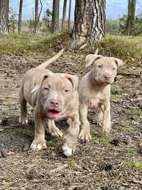 American Pitbull Terrier - samiec Eryk