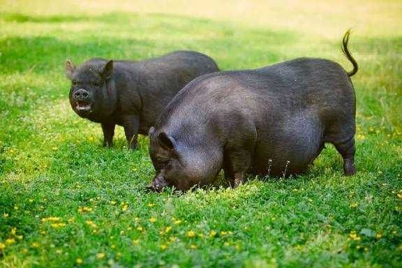 Продам живим весом