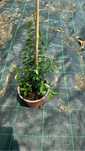 Eugenia Myrtifolia Newport 30-40