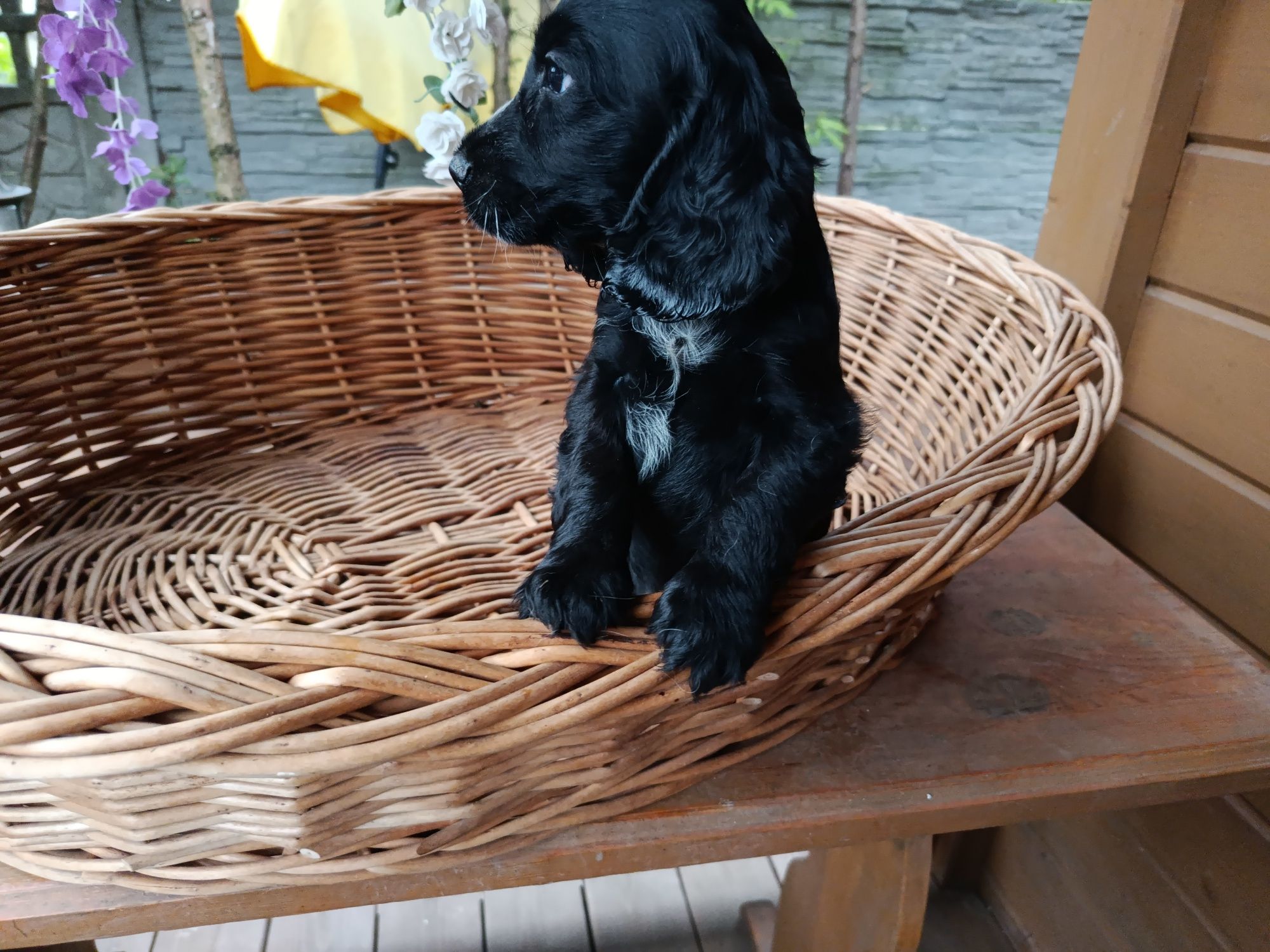 Co ker spaniel angielski Piesek Rodowód