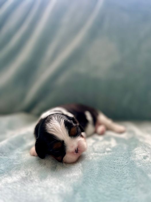 Cavalier King Charles Spaniel