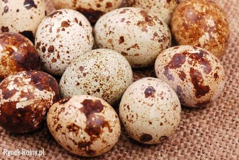 Swieże Jajka przepiórcze konsumpcyjne.  Nożyczki do jaj przepiórczych.