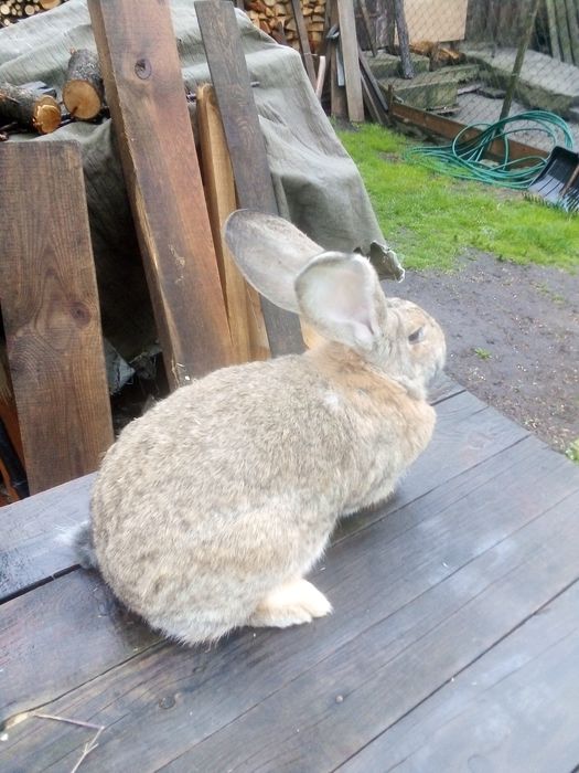 Królik samica Belg olbrzym