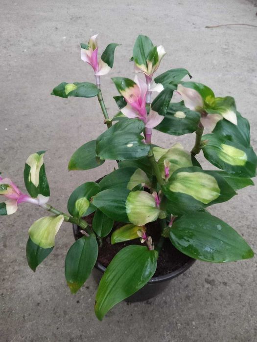 Trzykrotka Lilac, Yellow Hill, Blushing Bride, Bluszcz, Paproć