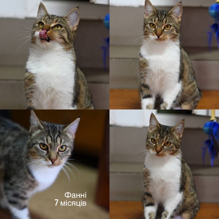 Приезжайте в приют выбирать котика бесплатно