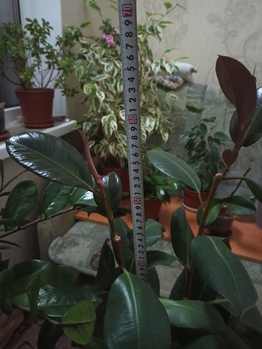 Фікус широколистий