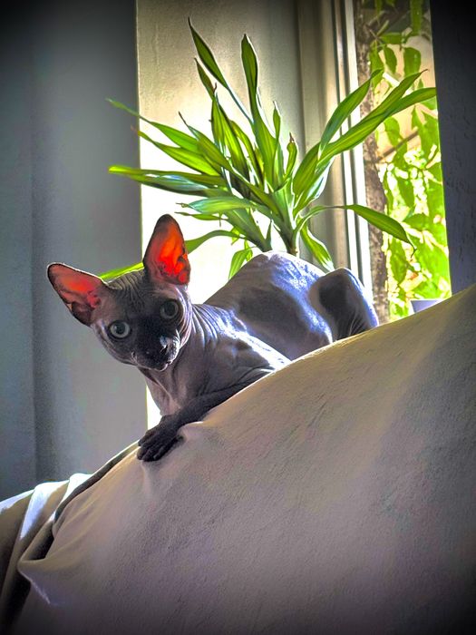 Канадский сфинкс, ищет невесту