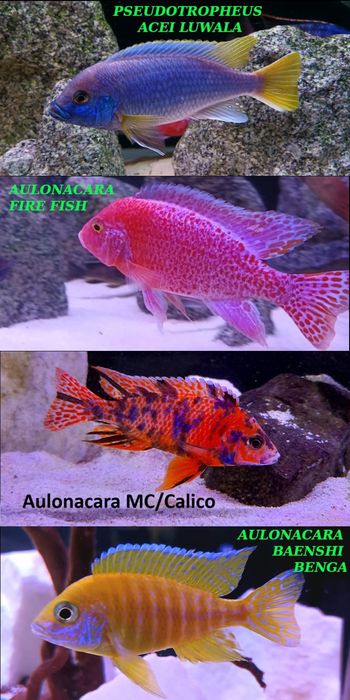 Pyszczaki jezioro Malawi , Hodowla Pyszczaków Toruń