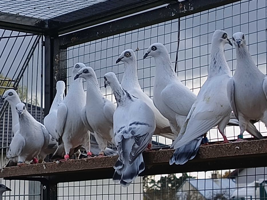 Gołębie jasne żałobne