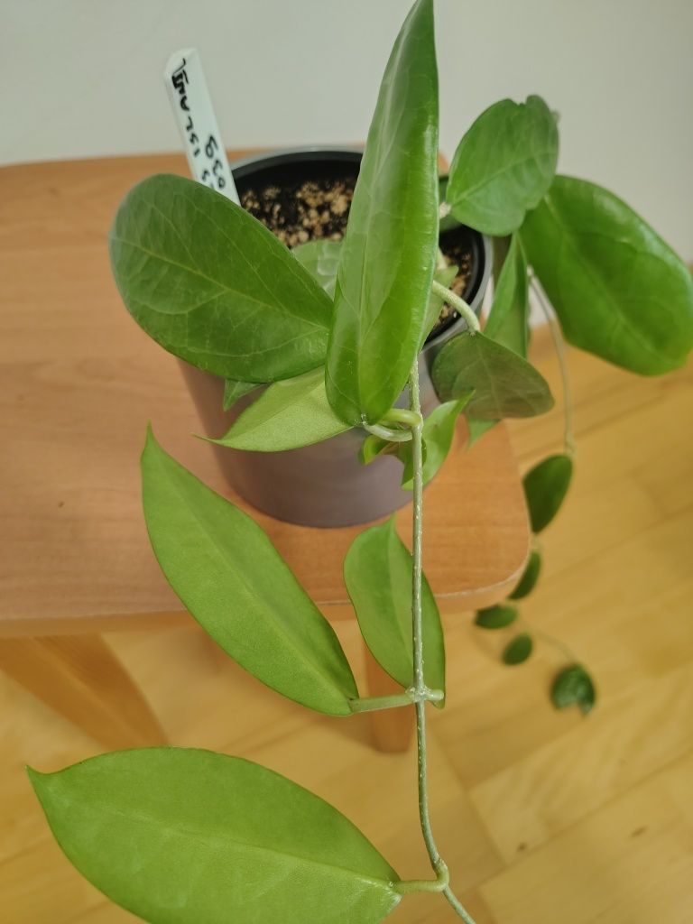 Hoya flores Island UT 039