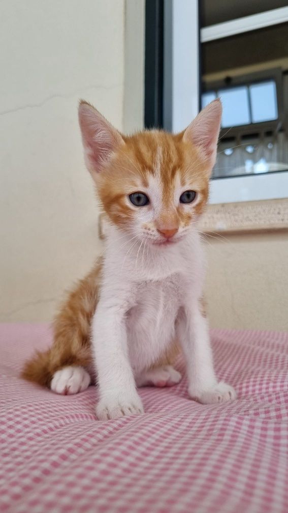 Gatinho bebe para adoção