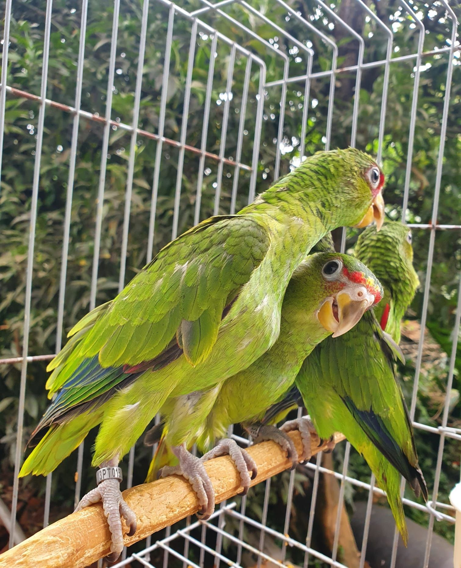 Amazona Albifron