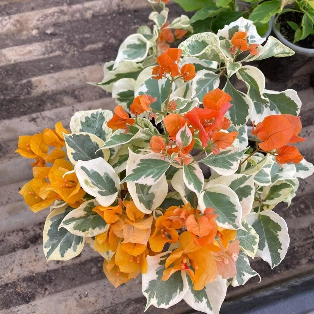Bugenwilla  Variegata Delta Dawn