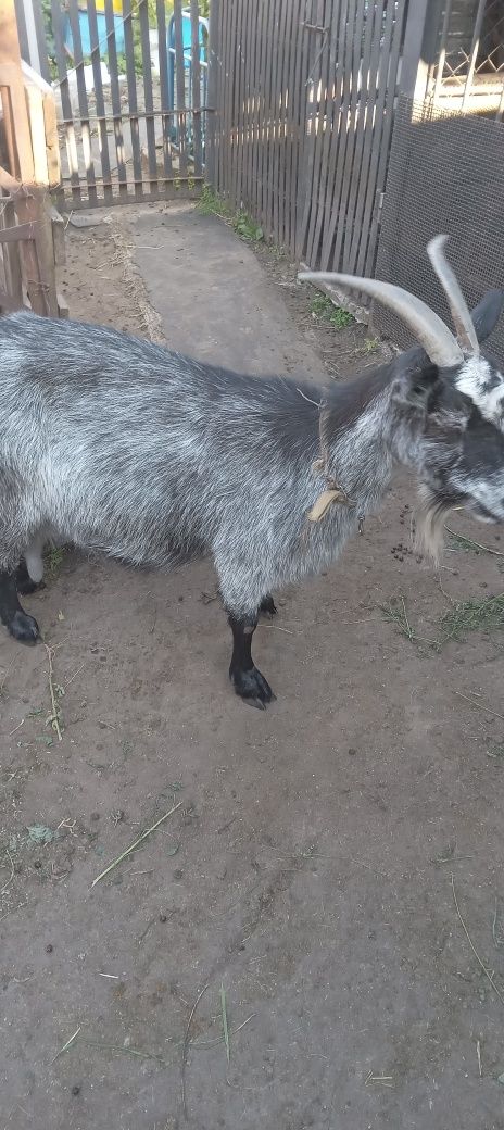 Продам козу з п'ятим  окотом . Дае 3-3.5 літри
