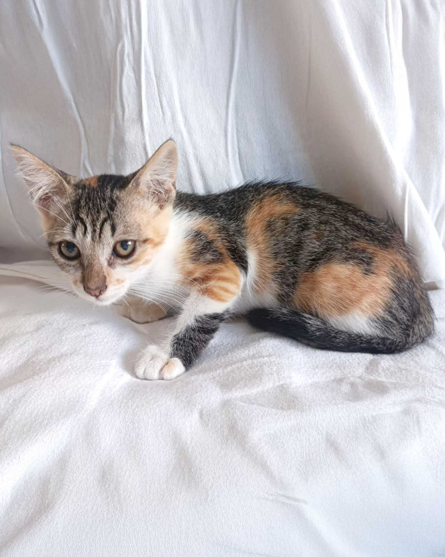 Setúbal / Margem Sul / Lisboa — ANNA, gatinha para adoção