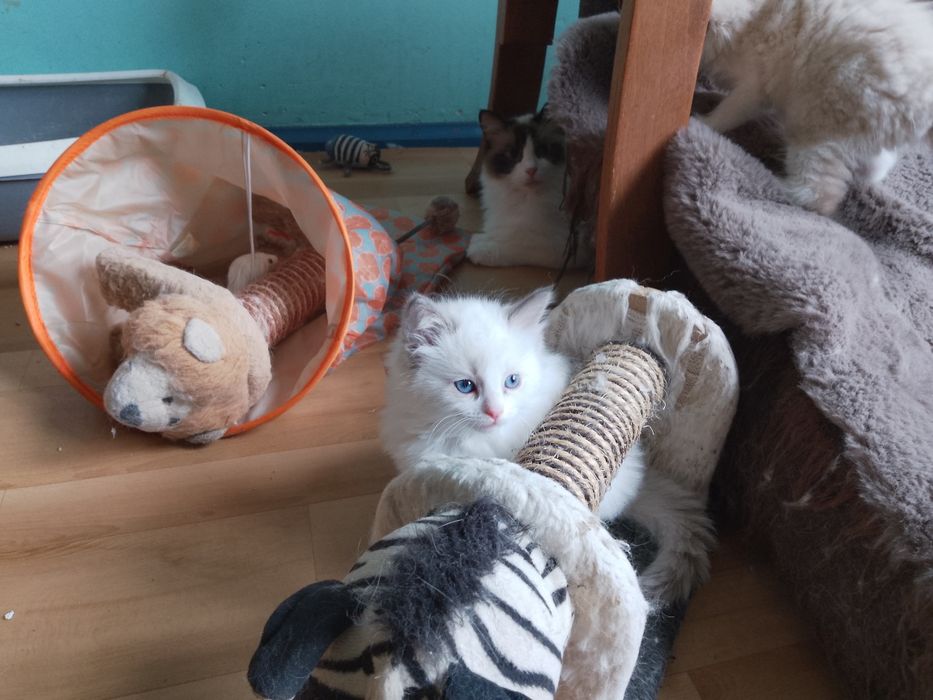 Ragdoll kociczka