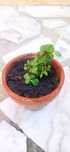 Planta de Jade em vaso