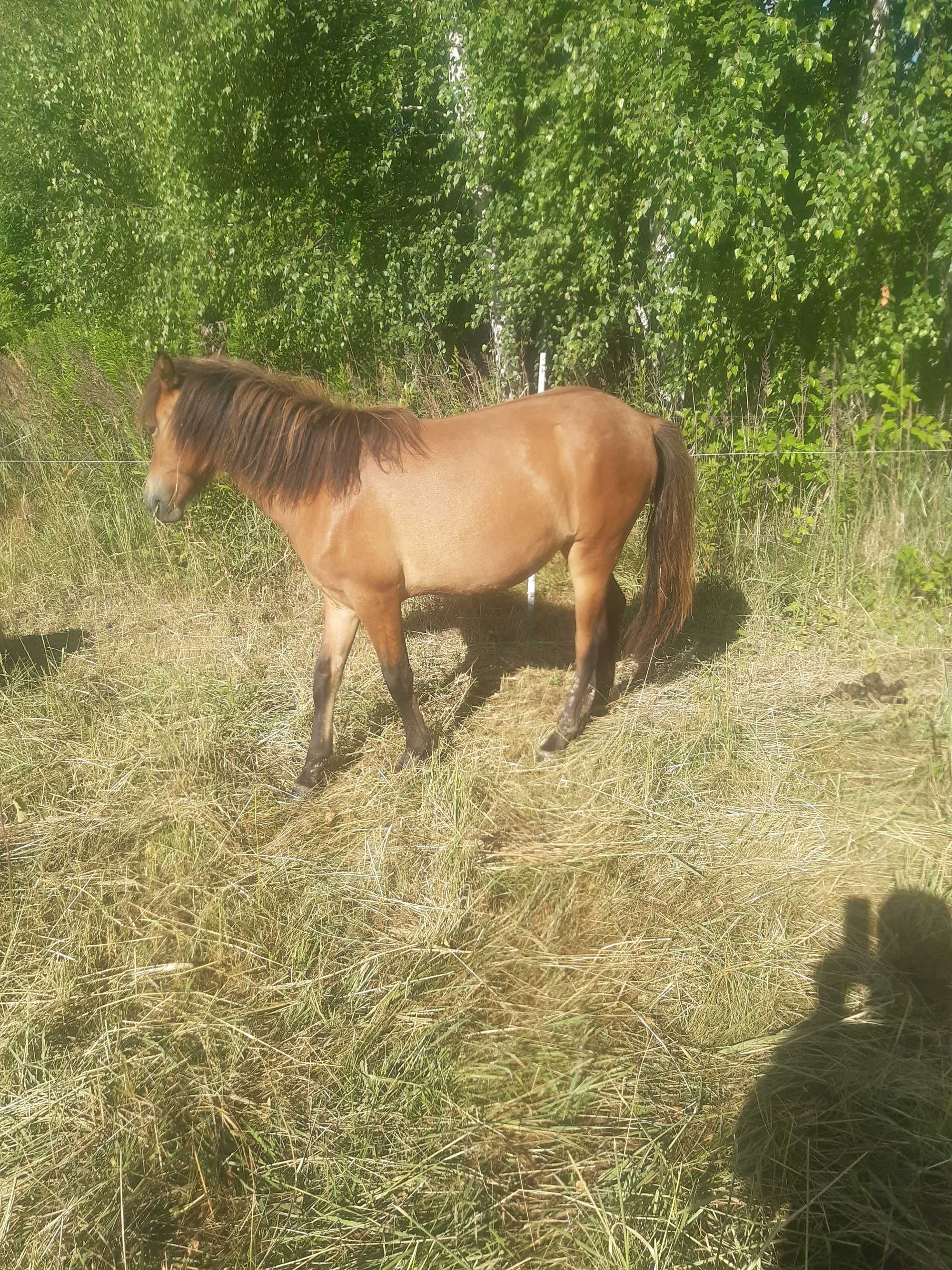 Klacze i Ogierki Huculskie