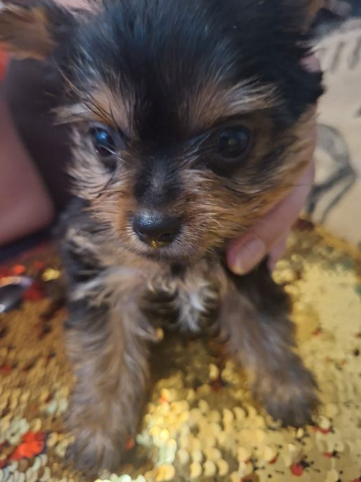 Yorkshire terrier Suczki