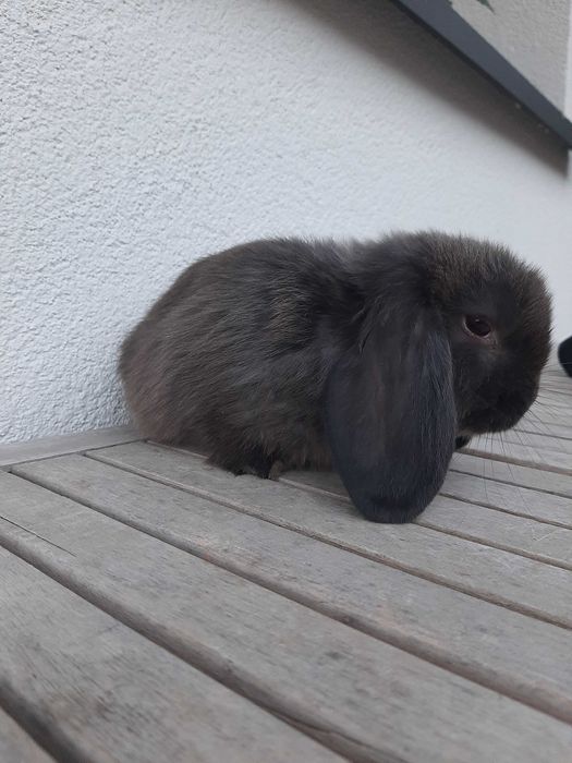 Króliki baranek  miniaturka karzełek mini lop