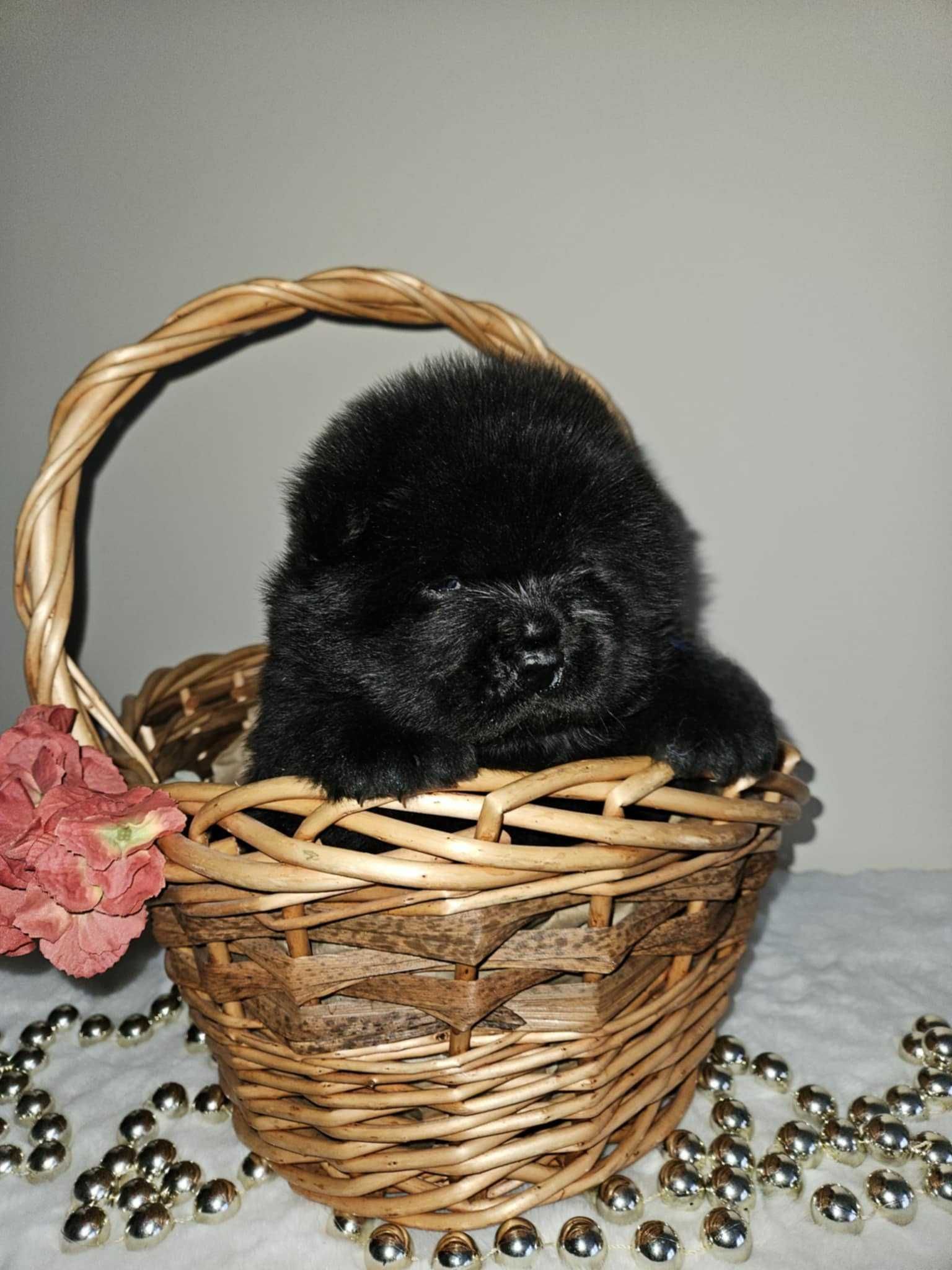 ***Chow Chow piękny masywny miś ***
