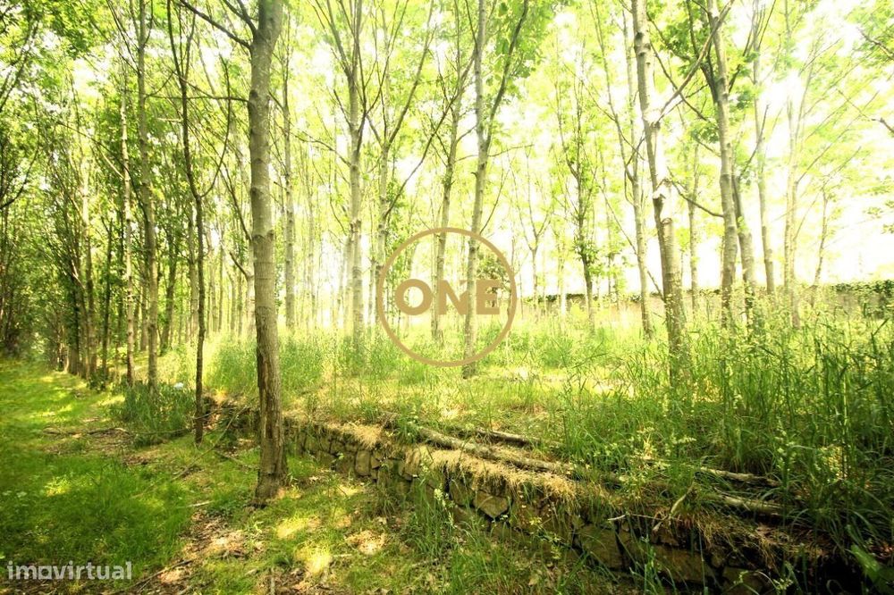 Terreno Florestal em Ribeirão