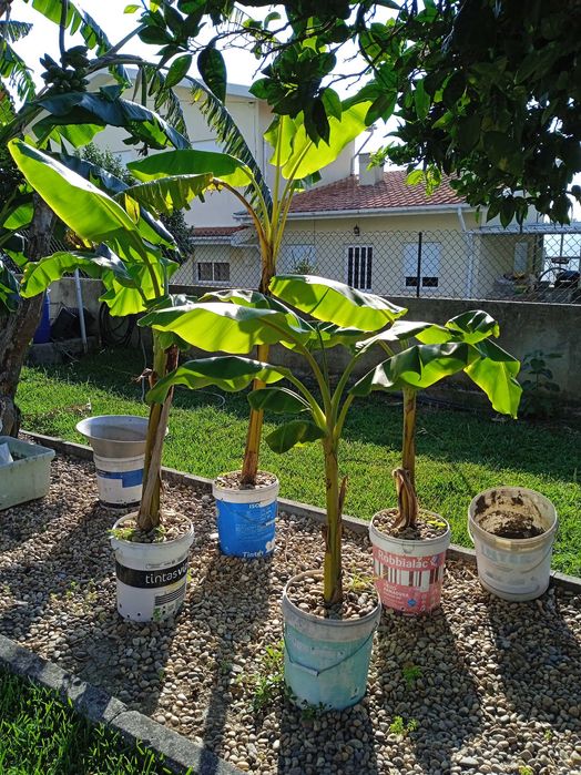 Bananeiras envazadas-enraizadas (pode replantar em qualquer época)