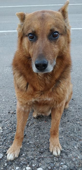 Шукаю родину для собаки