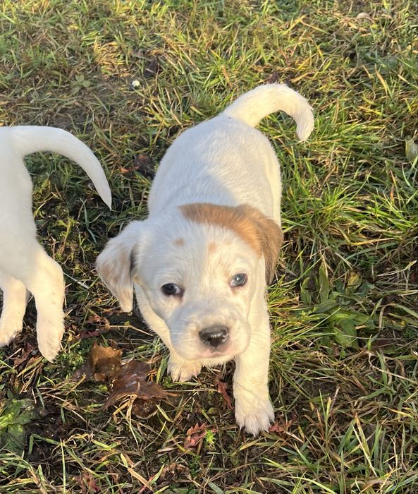 Mam do oddania w dobre rece pieski mieszańce.