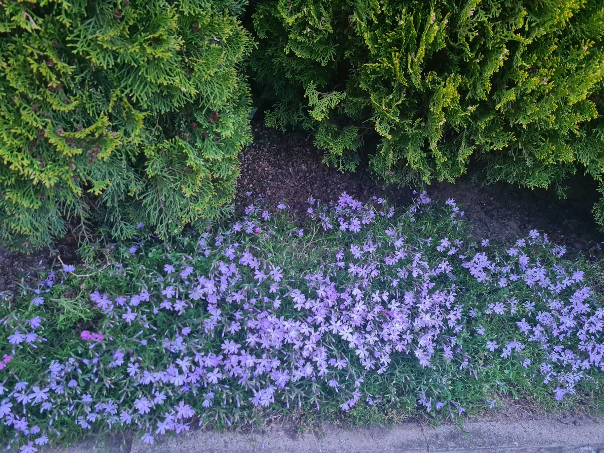 Płomyk skrzydlasty fioletowo-niebieski zwany floksem pachnącym