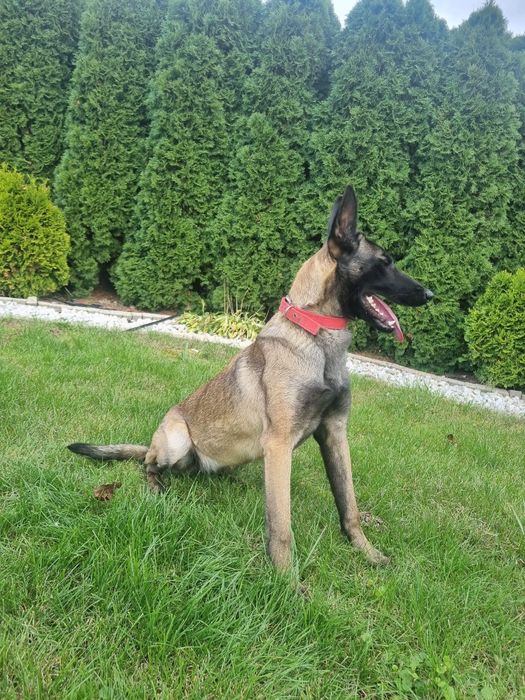 Sunia owczarka belgijskiego