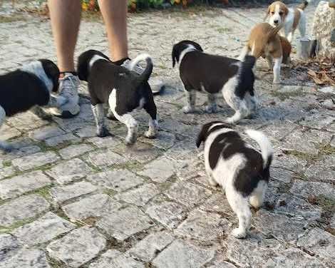 cães com 2 meses