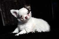 Chihuahua * dziewczynka długowłosa* biała&choco gotowa do odbioru