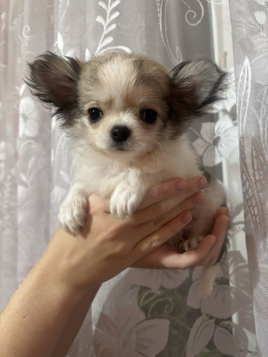 Chihuahua długowłosy piesek malutki FCI