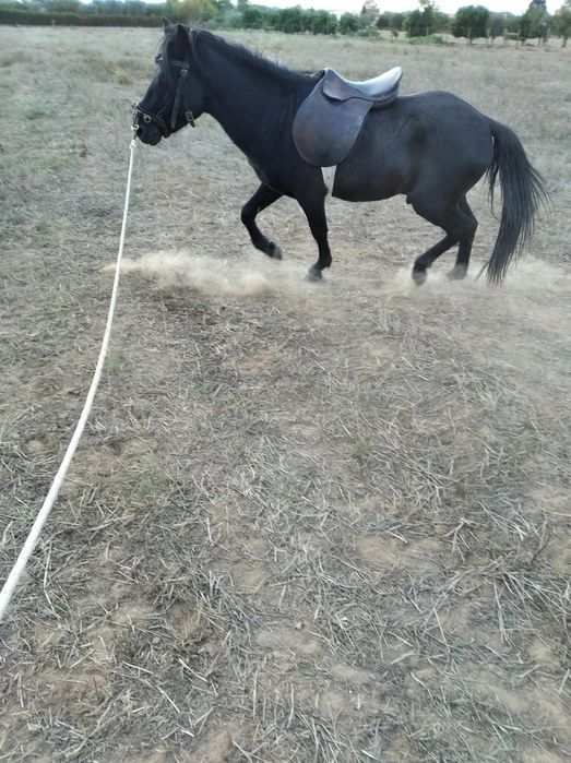 Vendo duplo pônei preto