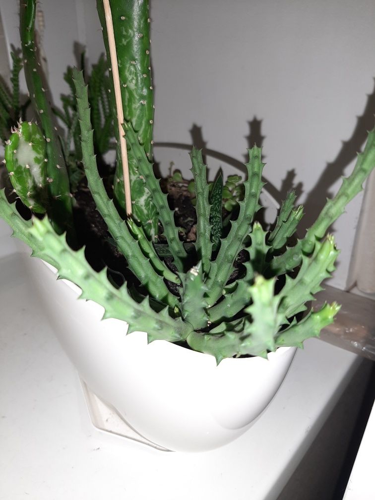 Продам суккуленты