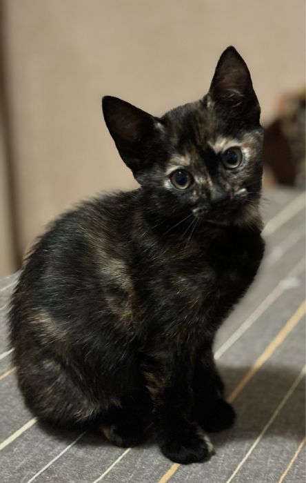 подарую котеня дівчинка полукровка